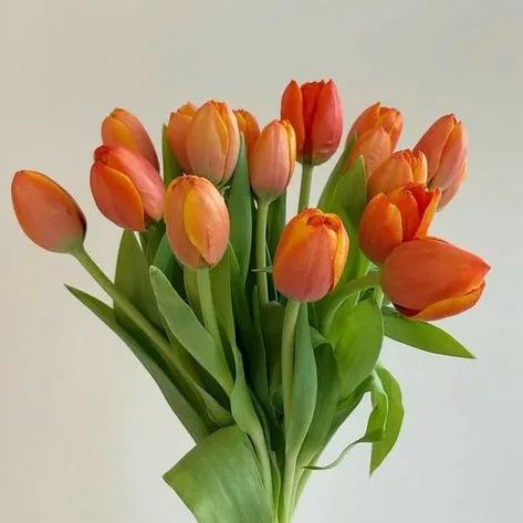 Tulip bulbs