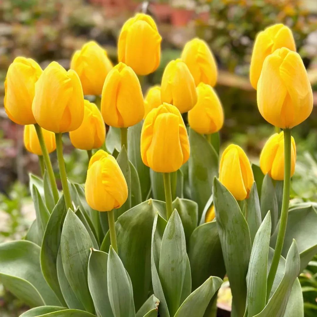 Tulip bulbs