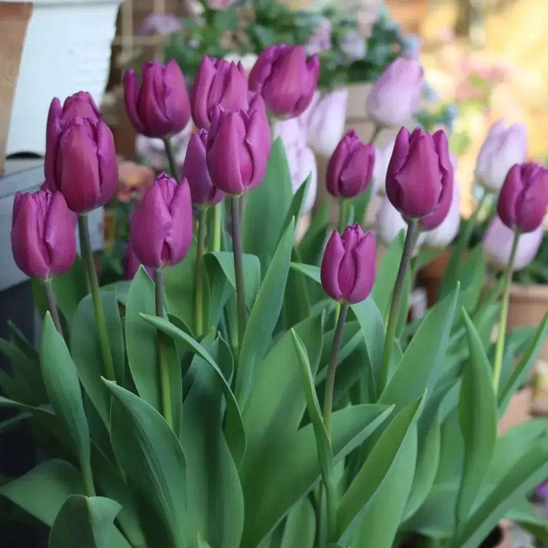 Tulip bulbs