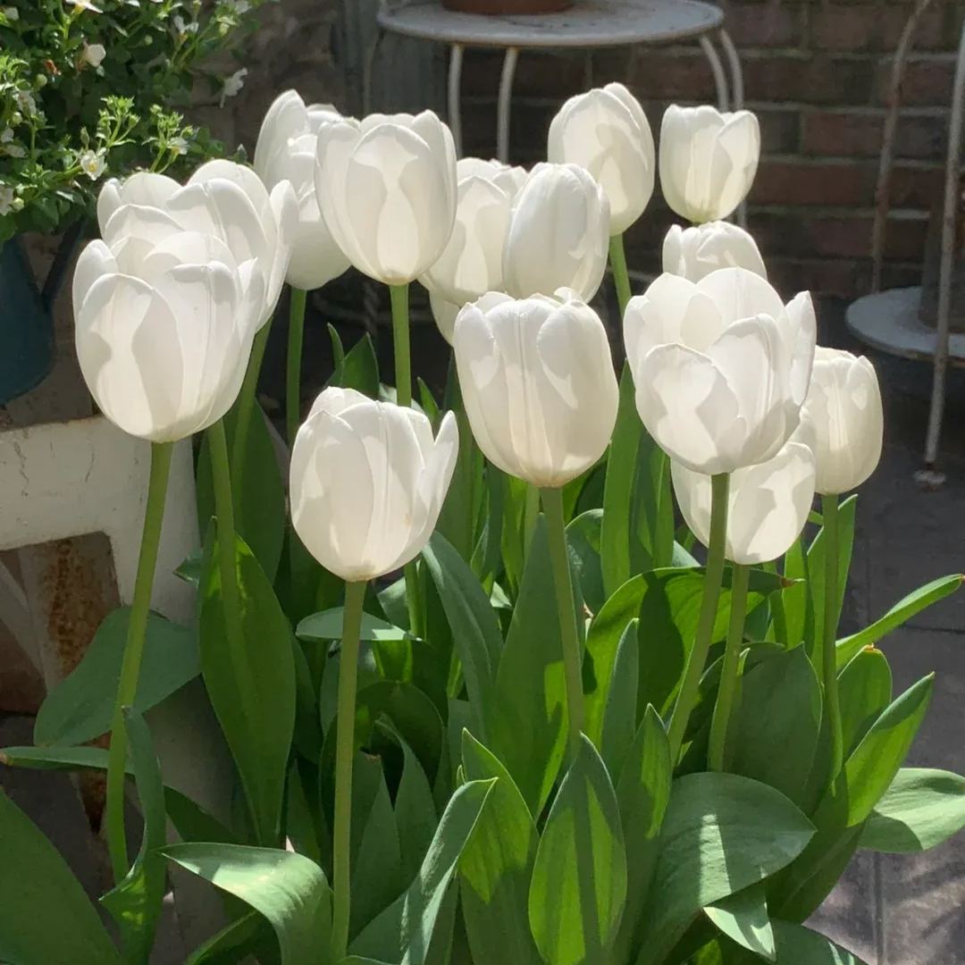 Tulip bulbs