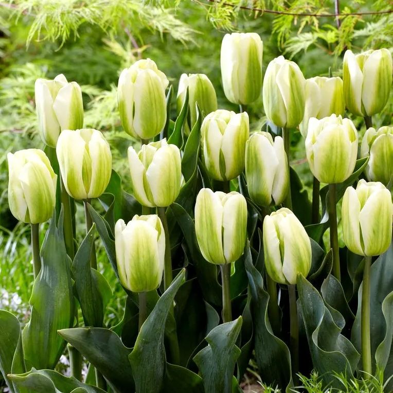 Tulip bulbs