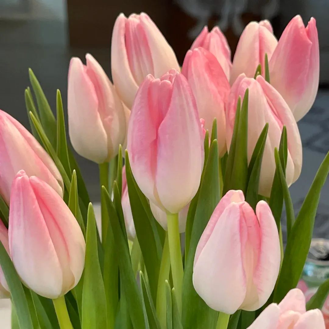 Tulip bulbs