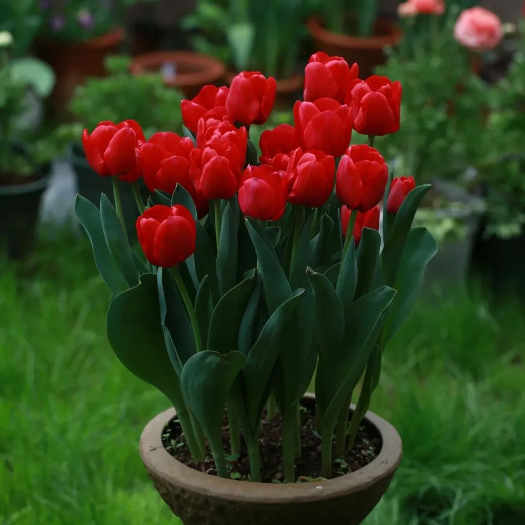 Tulip bulbs