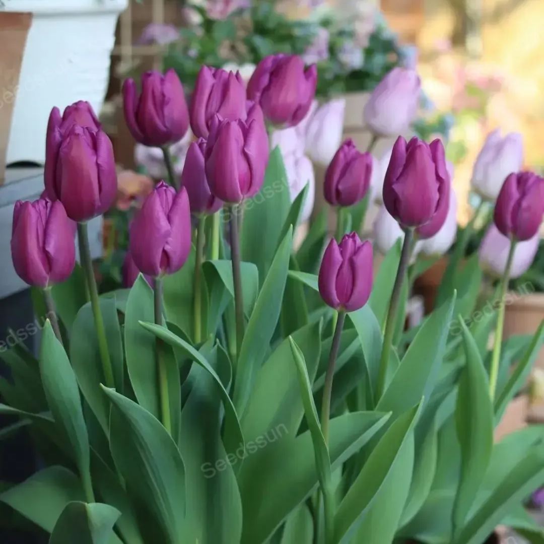 Tulip bulbs
