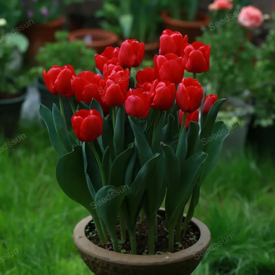 Tulip bulbs