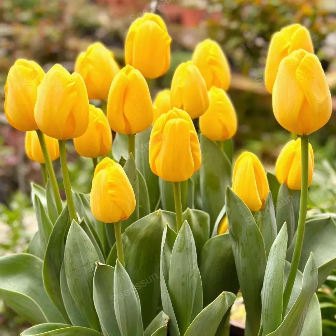 Tulip bulbs