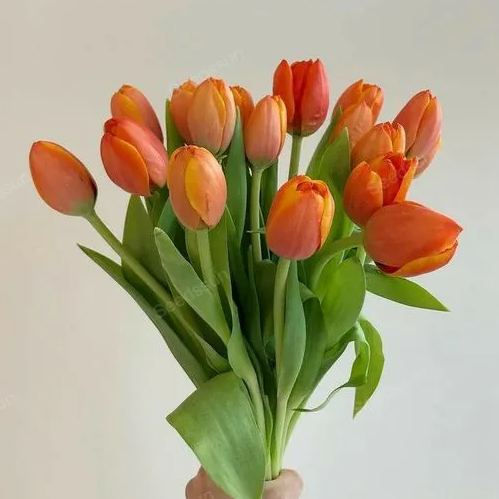 Tulip bulbs