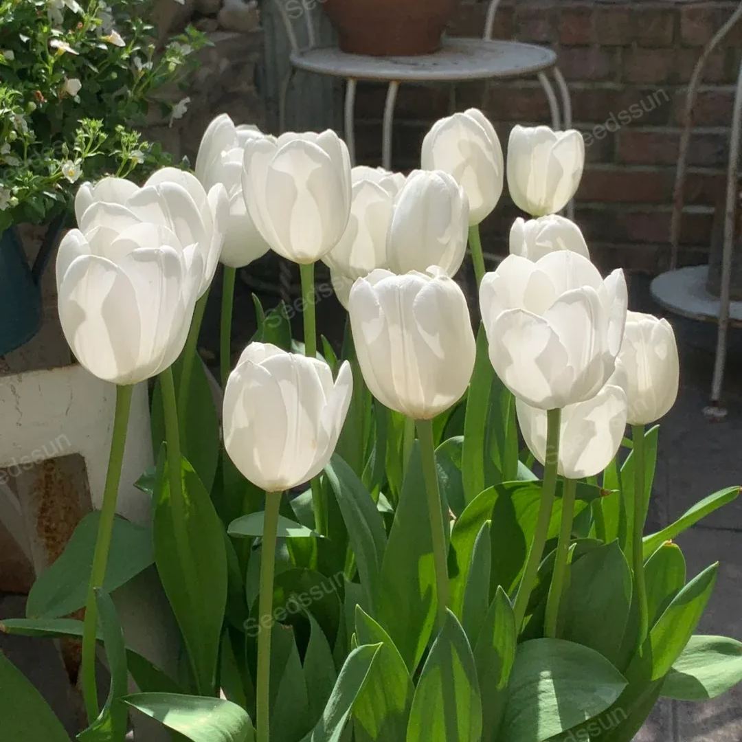 Tulip bulbs