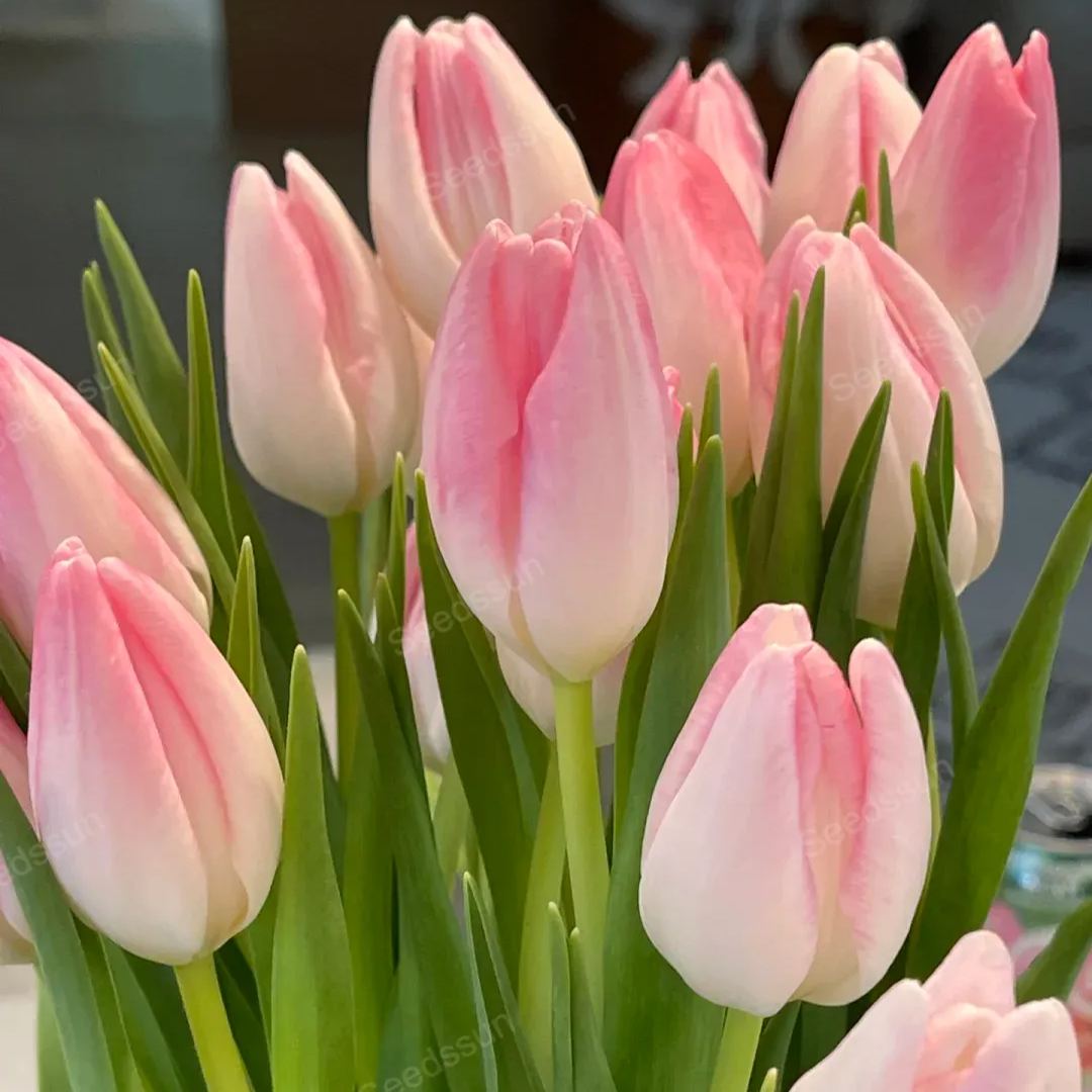 Tulip bulbs