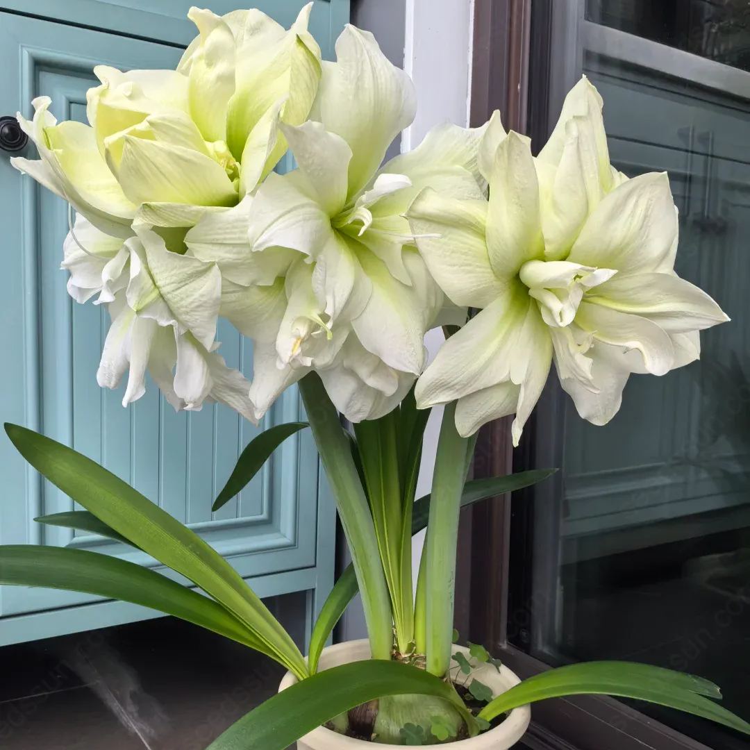 Amaryllis Marilyn
