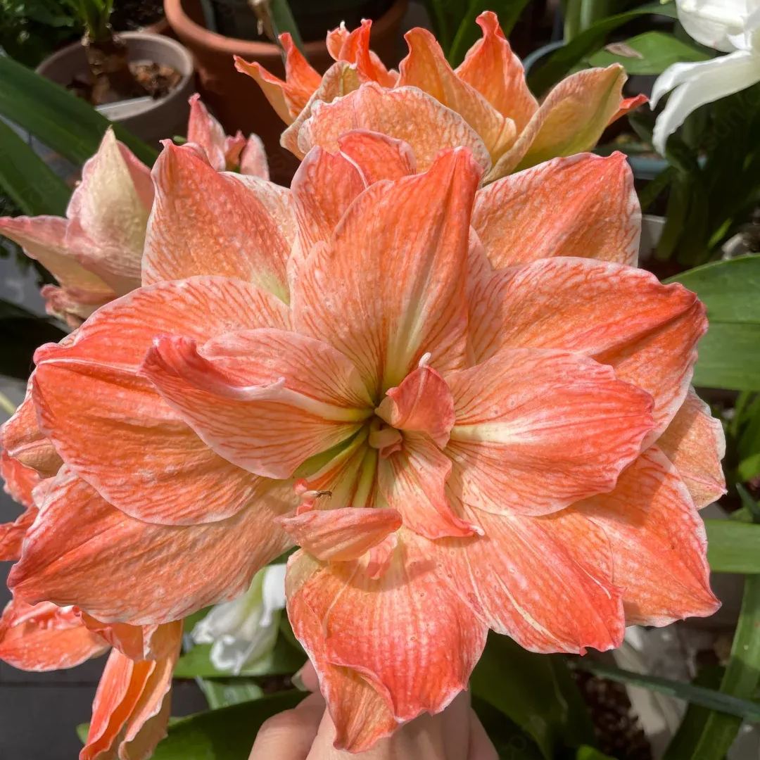 Amaryllis Exotic Nymph