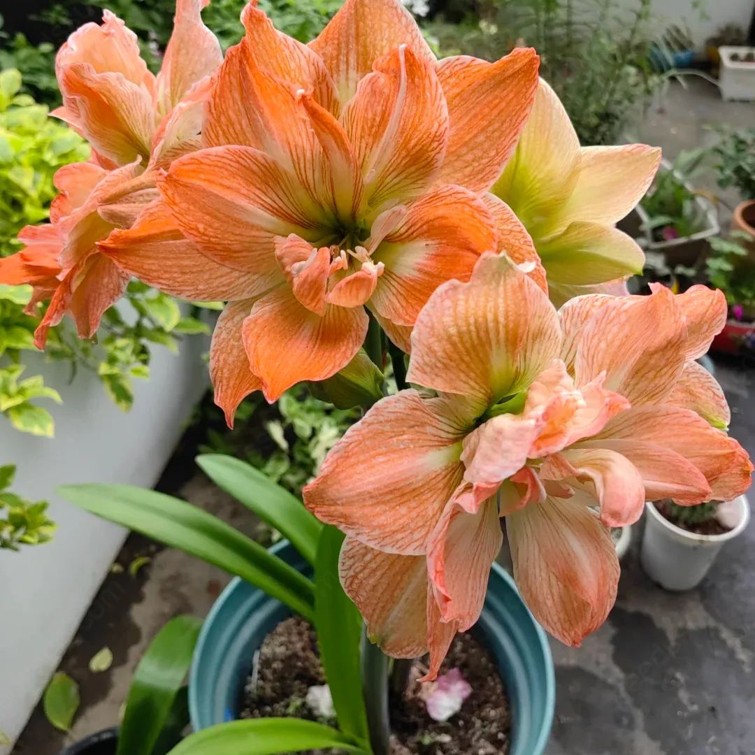 Amaryllis Exotic Nymph