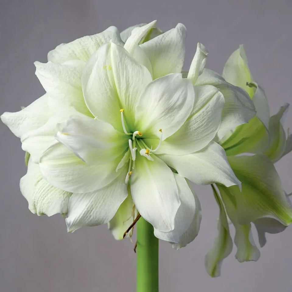 Amaryllis Marilyn