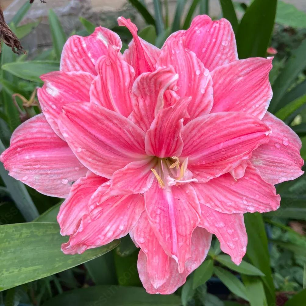 Amaryllis Sweet Nymph