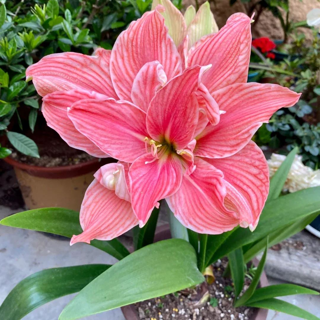 Amaryllis Sweet Nymph