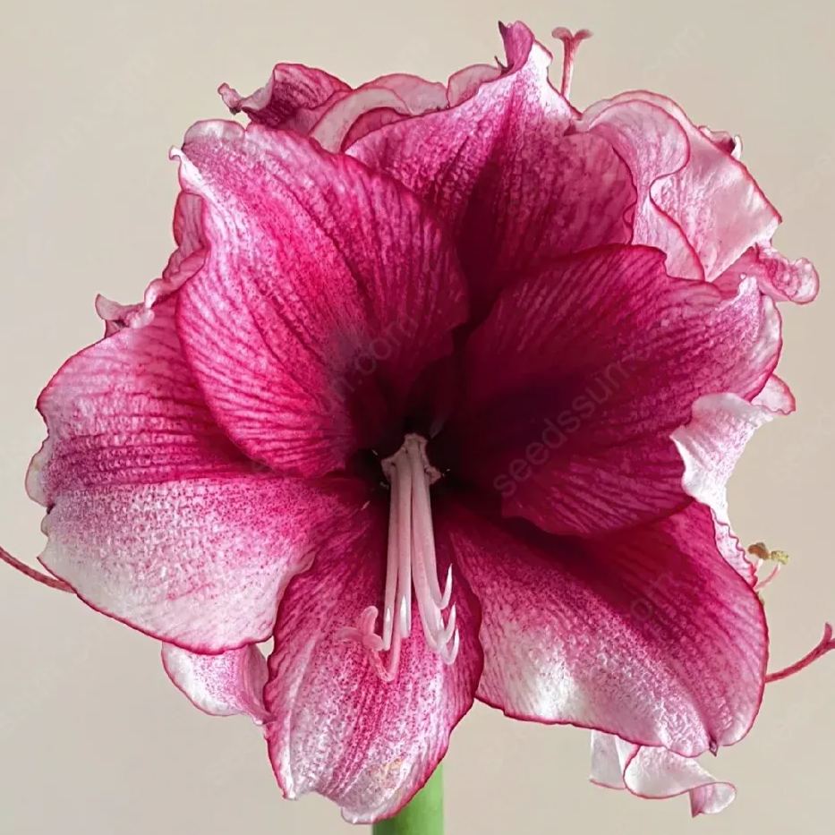 Amaryllis 