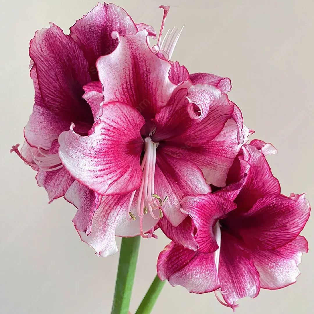 Amaryllis 