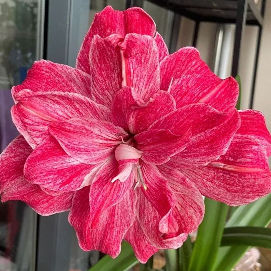 Amaryllis La Diva