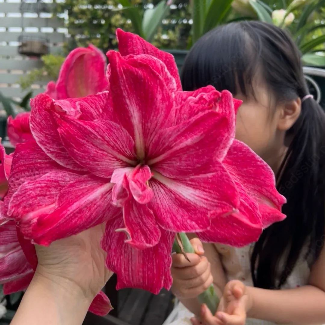 Amaryllis La Diva