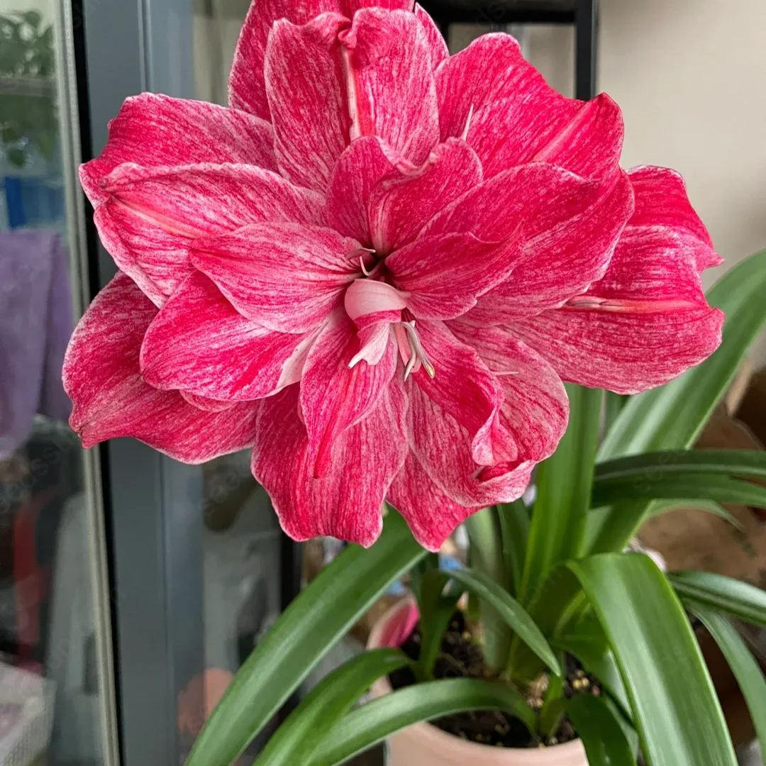Amaryllis La Diva