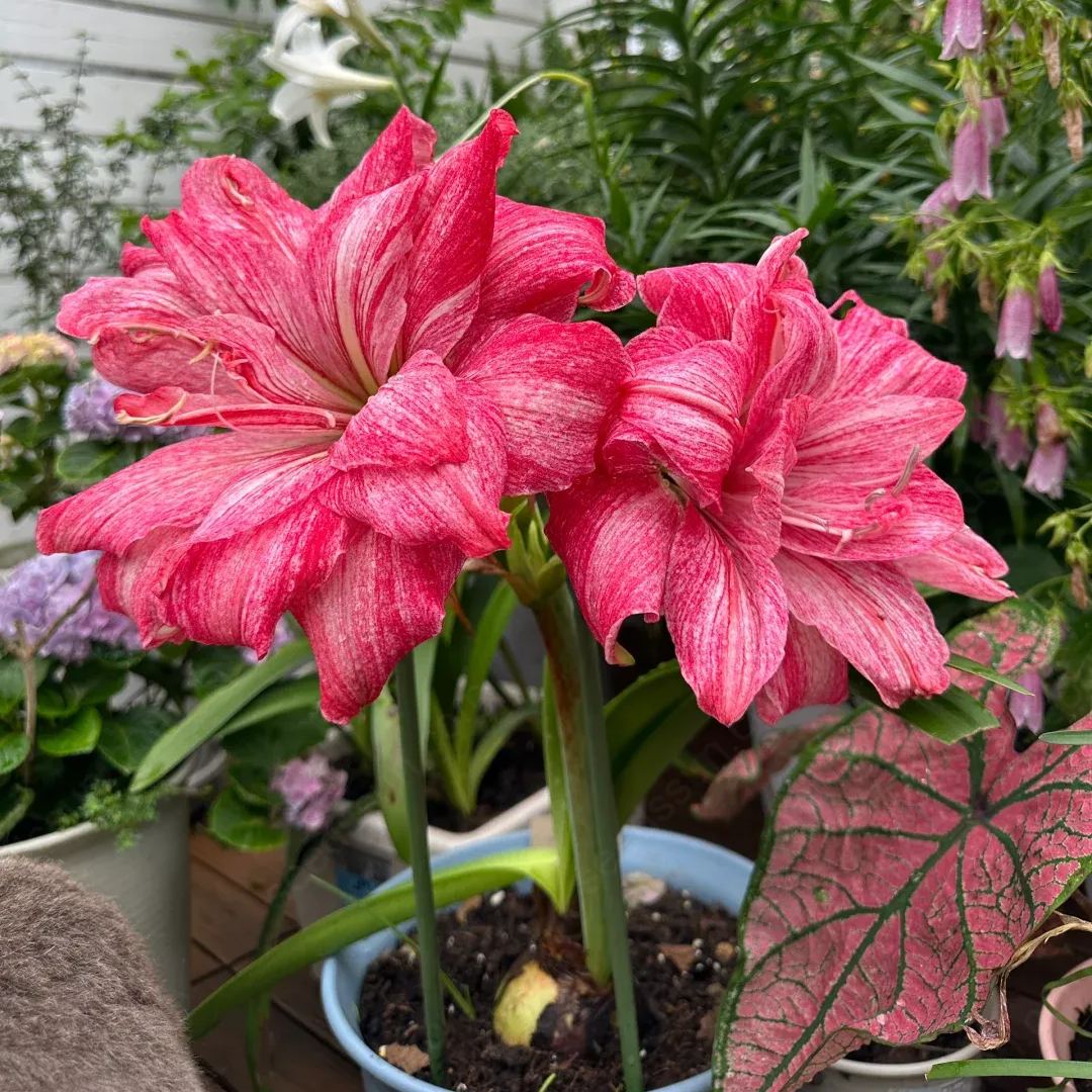 Amaryllis La Diva