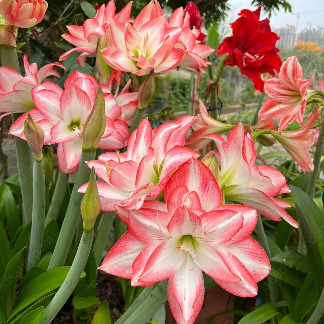 Amaryllis Peacock