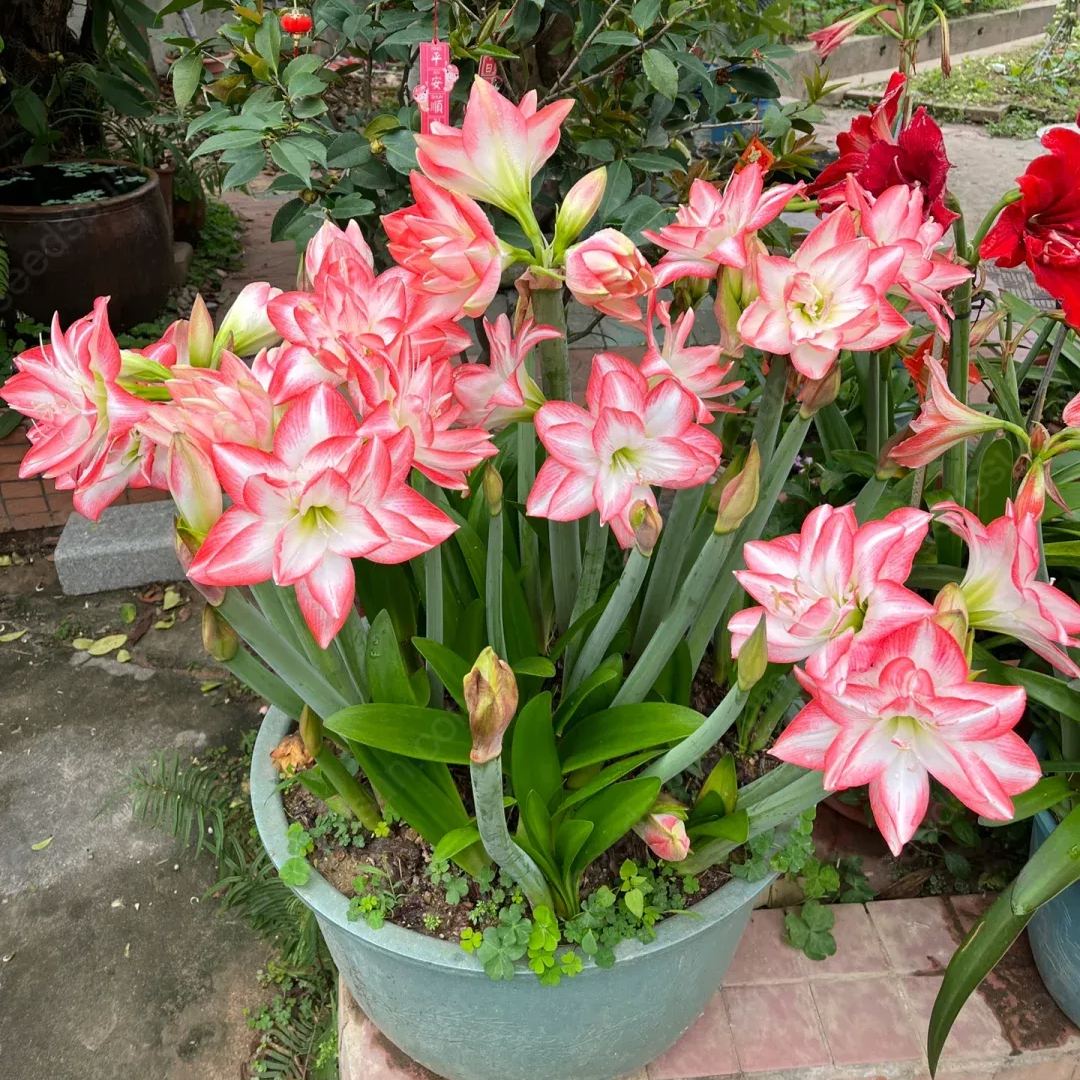 Amaryllis Peacock