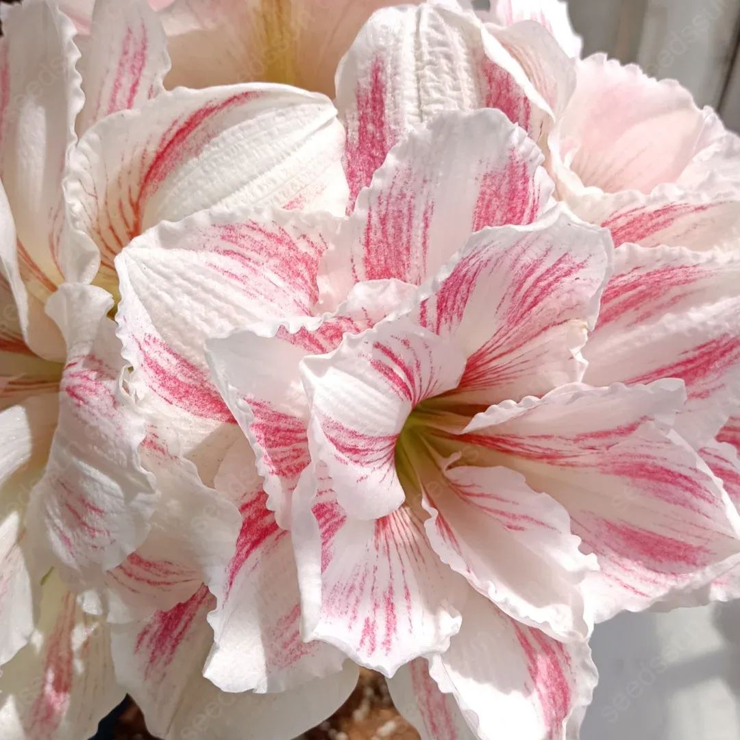 Amaryllis Watercolor