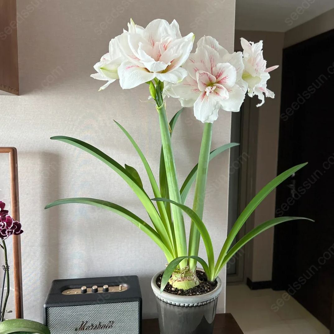 Amaryllis Watercolor