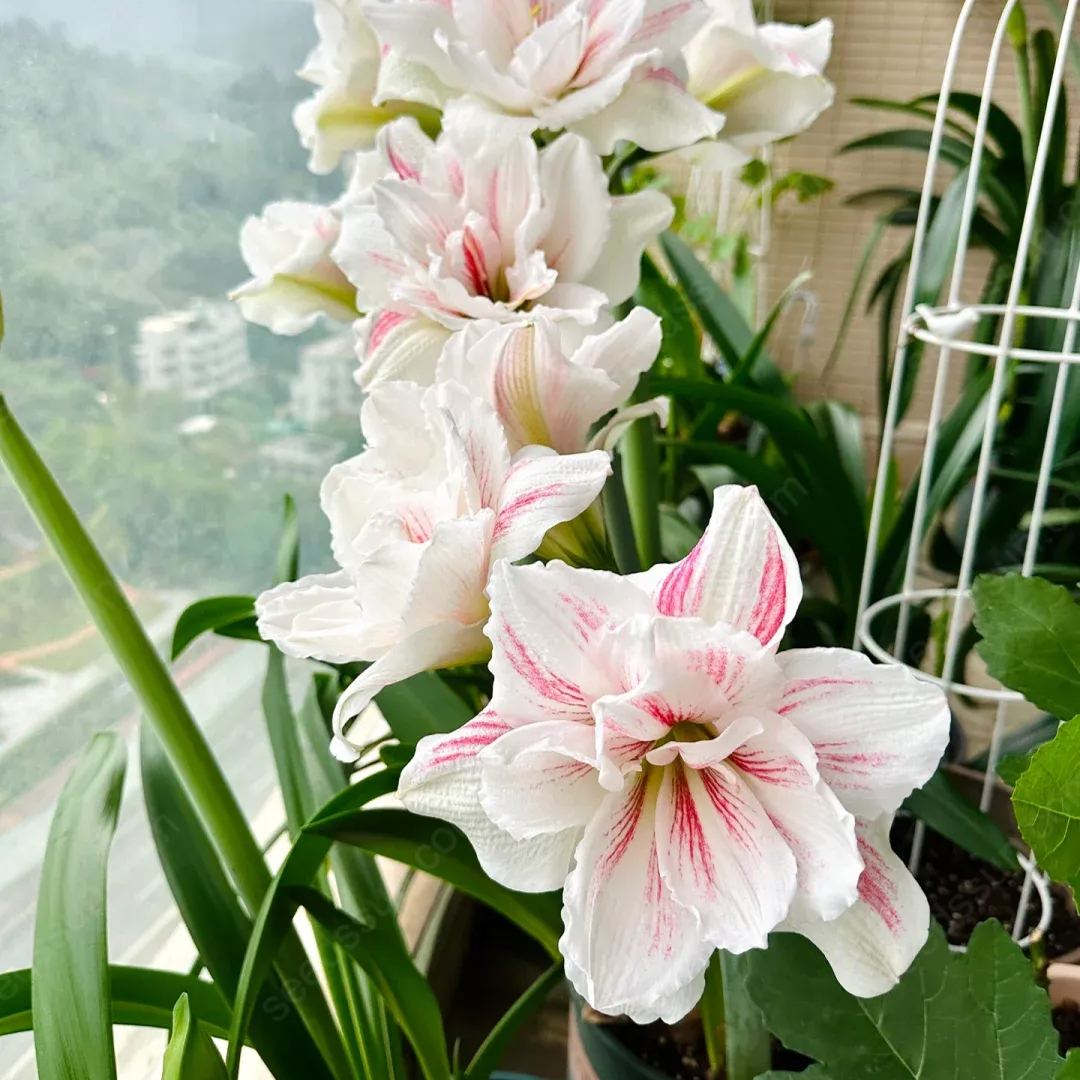 Amaryllis Watercolor