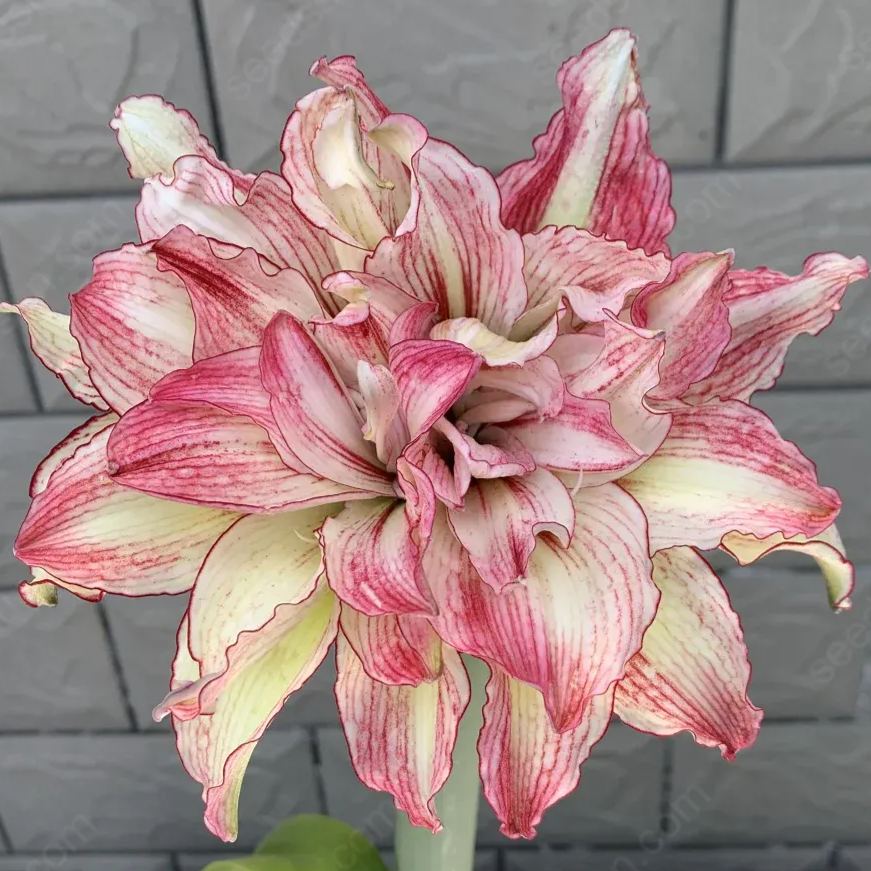 Amaryllis Angela