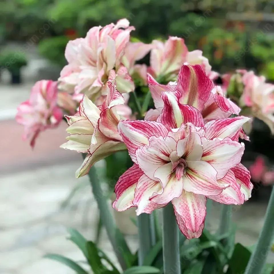 Amaryllis Angela
