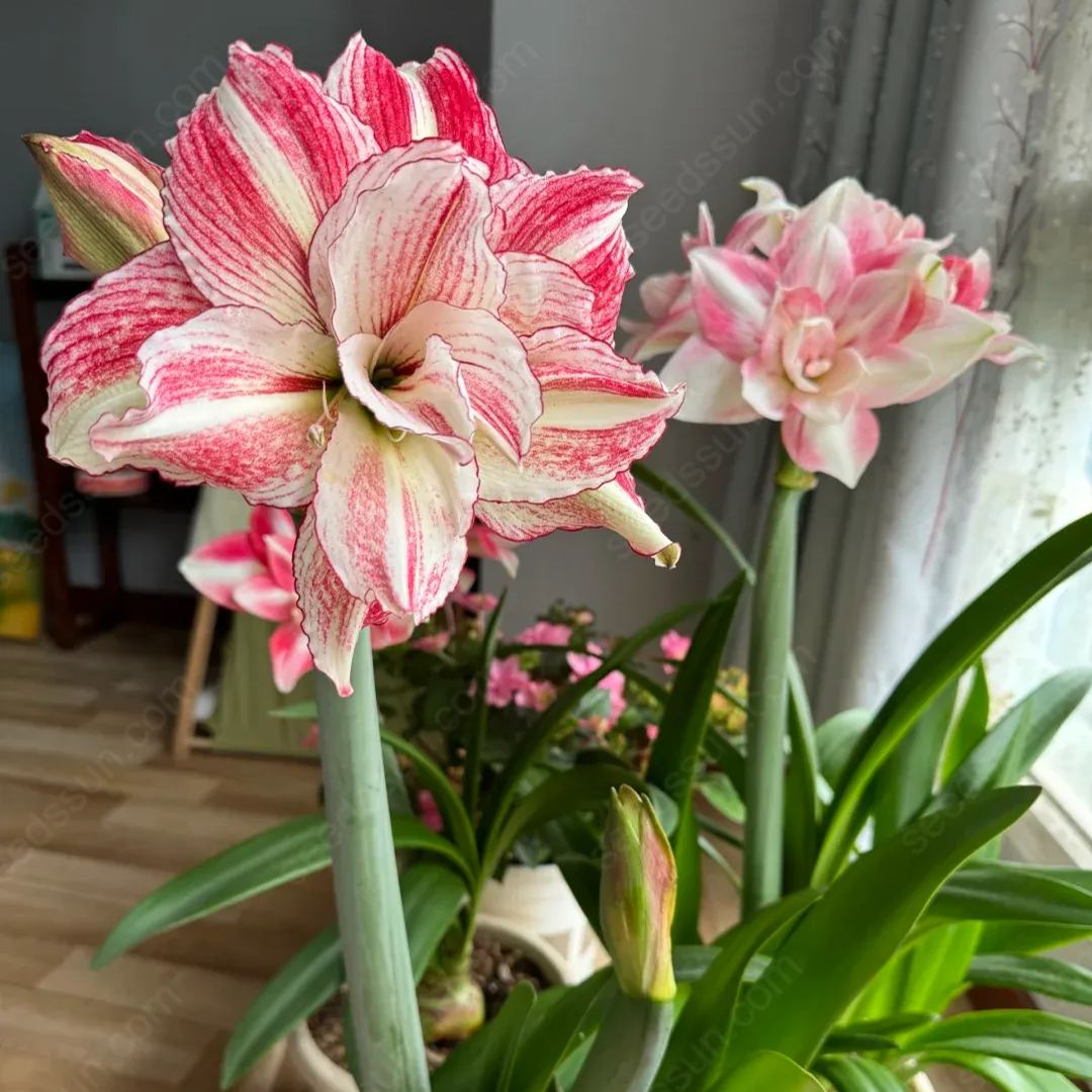 Amaryllis Angela
