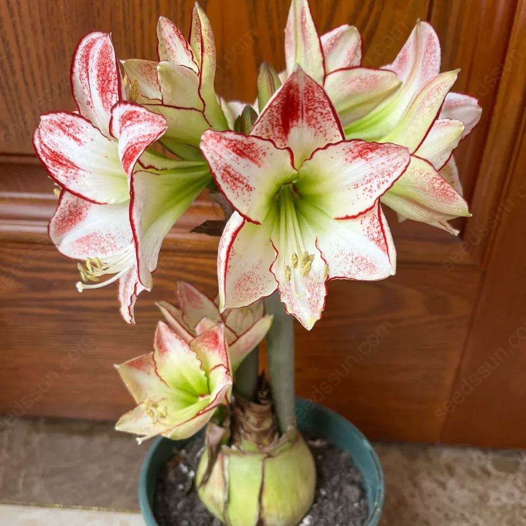 Amaryllis Picasso