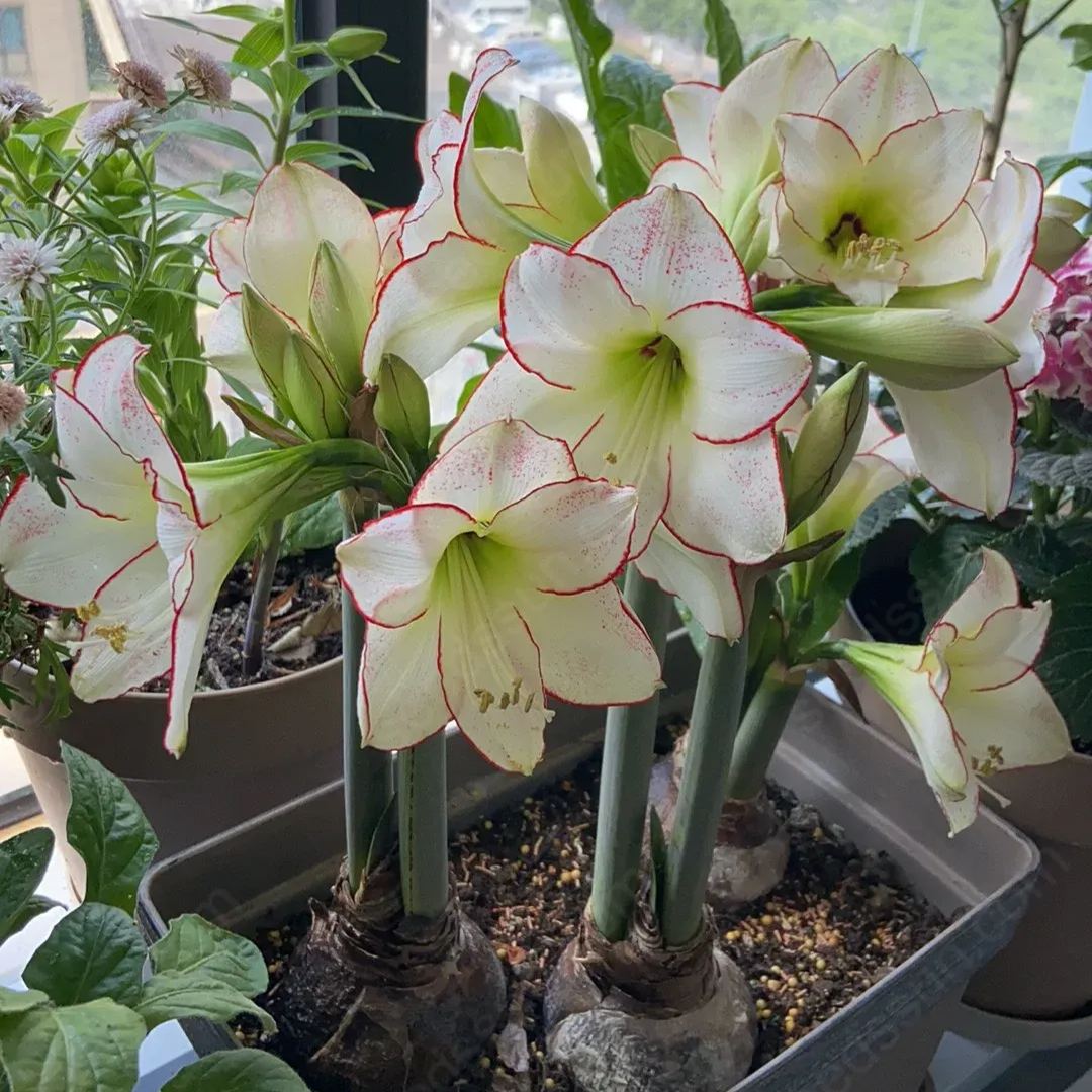 Amaryllis Picasso