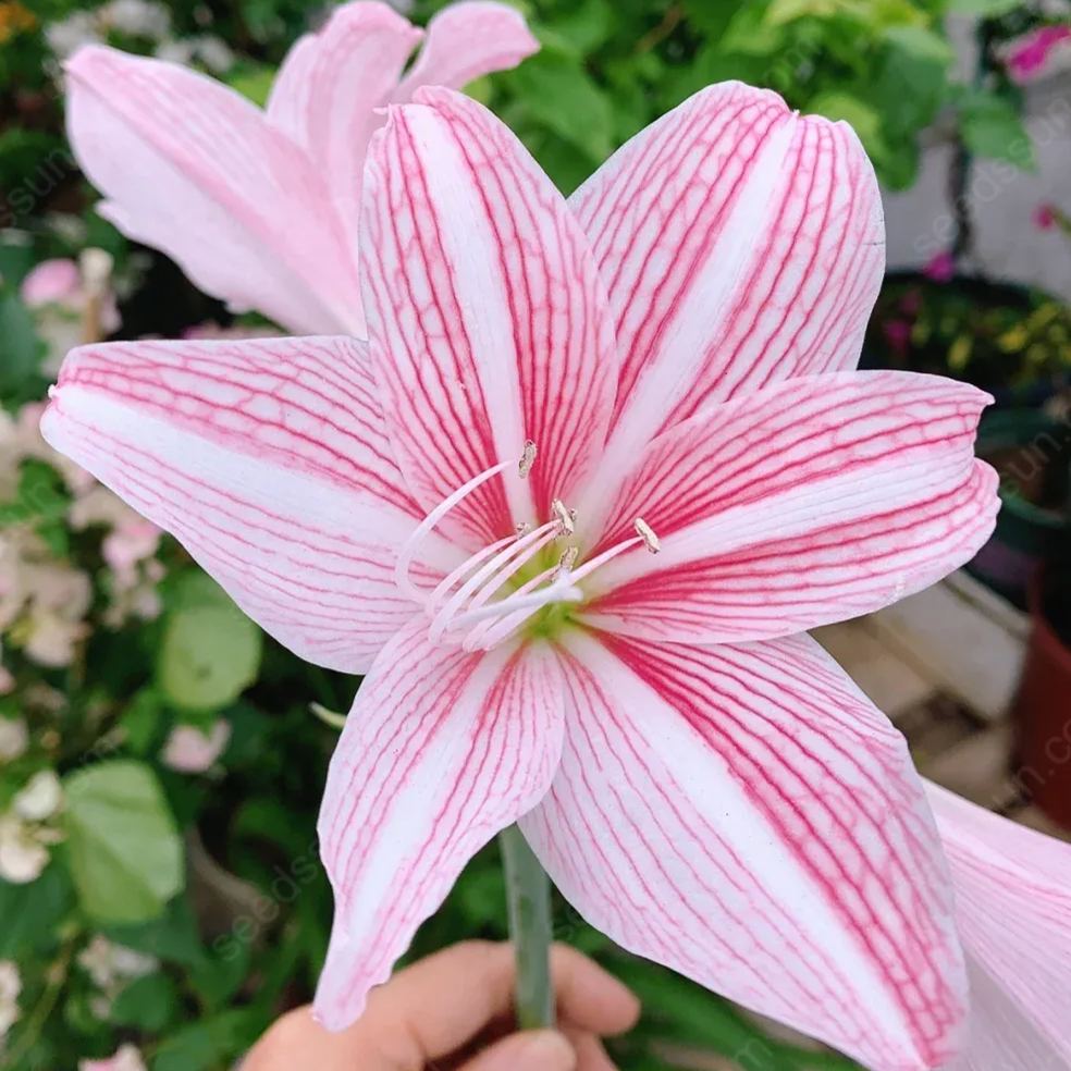 Amaryllis hybrid