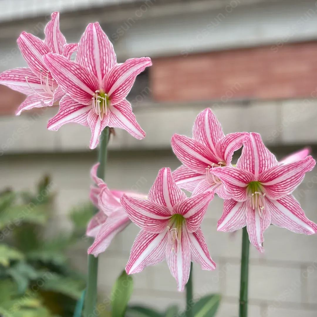 Amaryllis hybrid