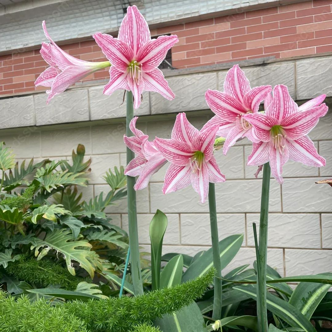 Amaryllis hybrid