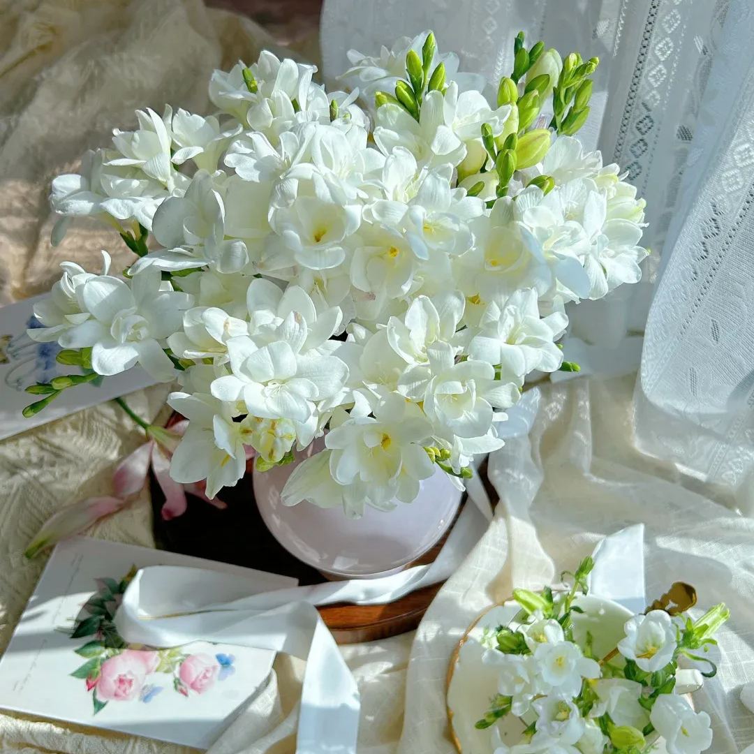 Freesia Bulbs