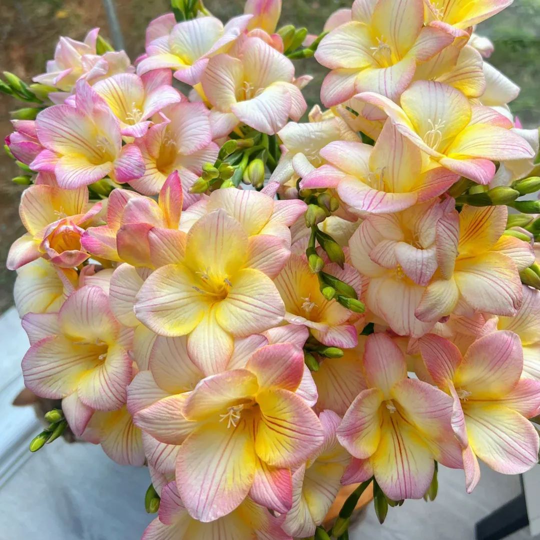 Freesia Bulbs