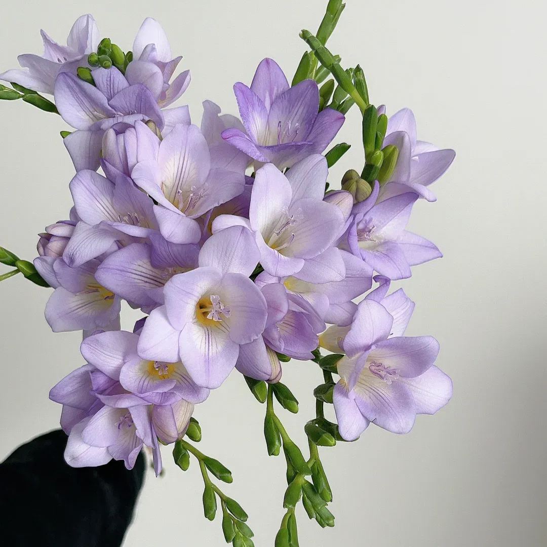 Freesia Bulbs