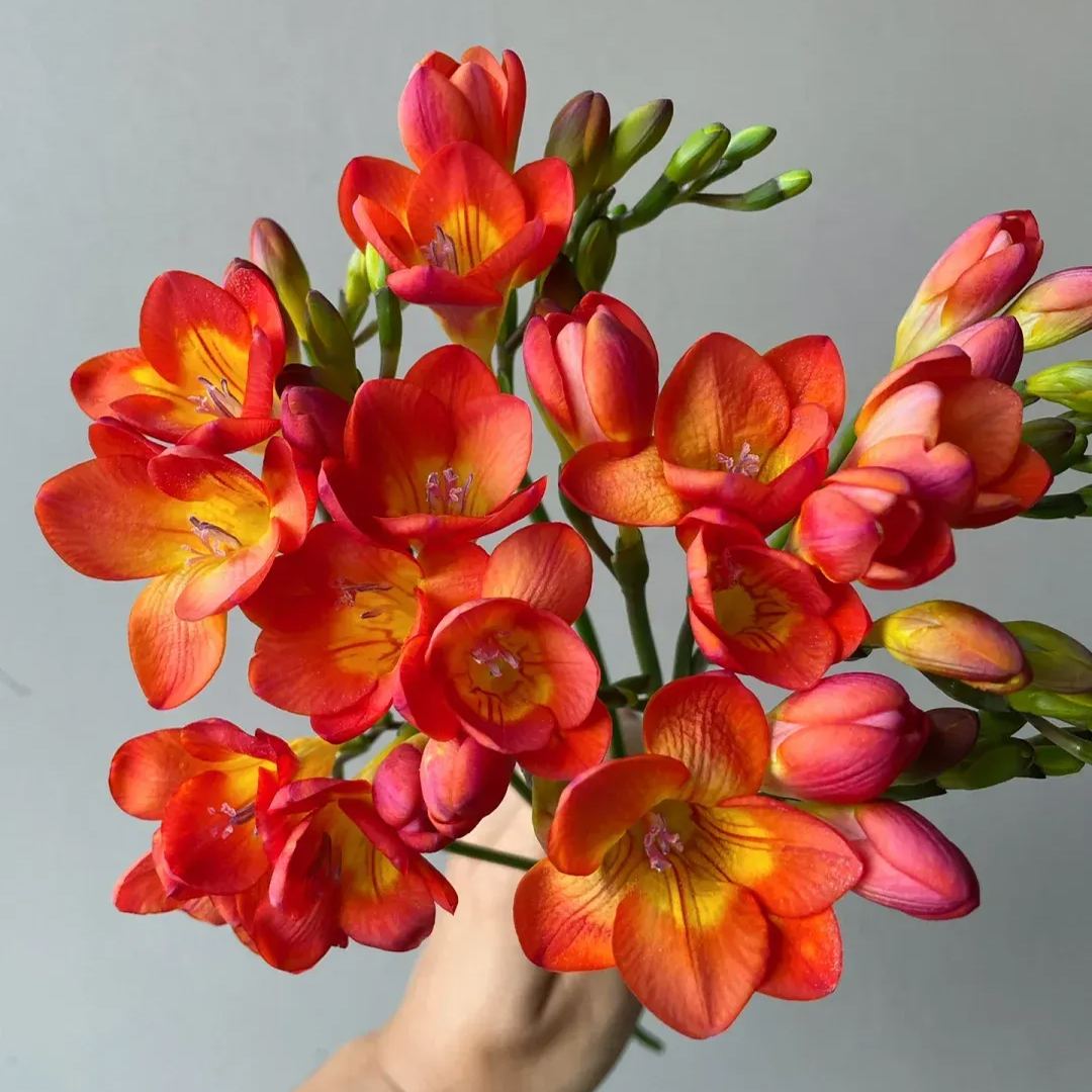 Freesia Bulbs