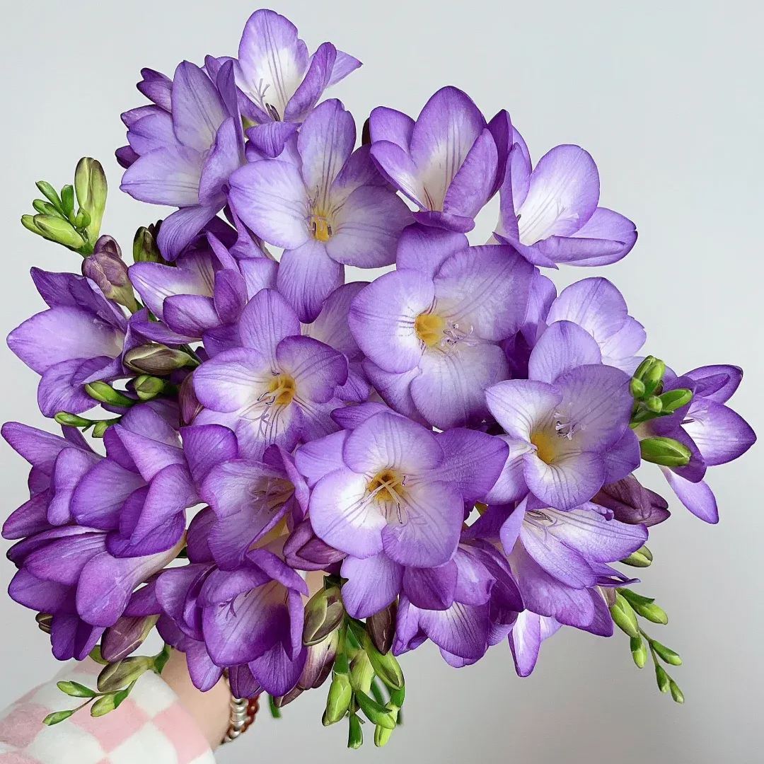 Freesia Bulbs