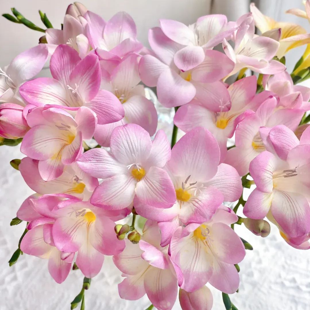 Freesia Bulbs