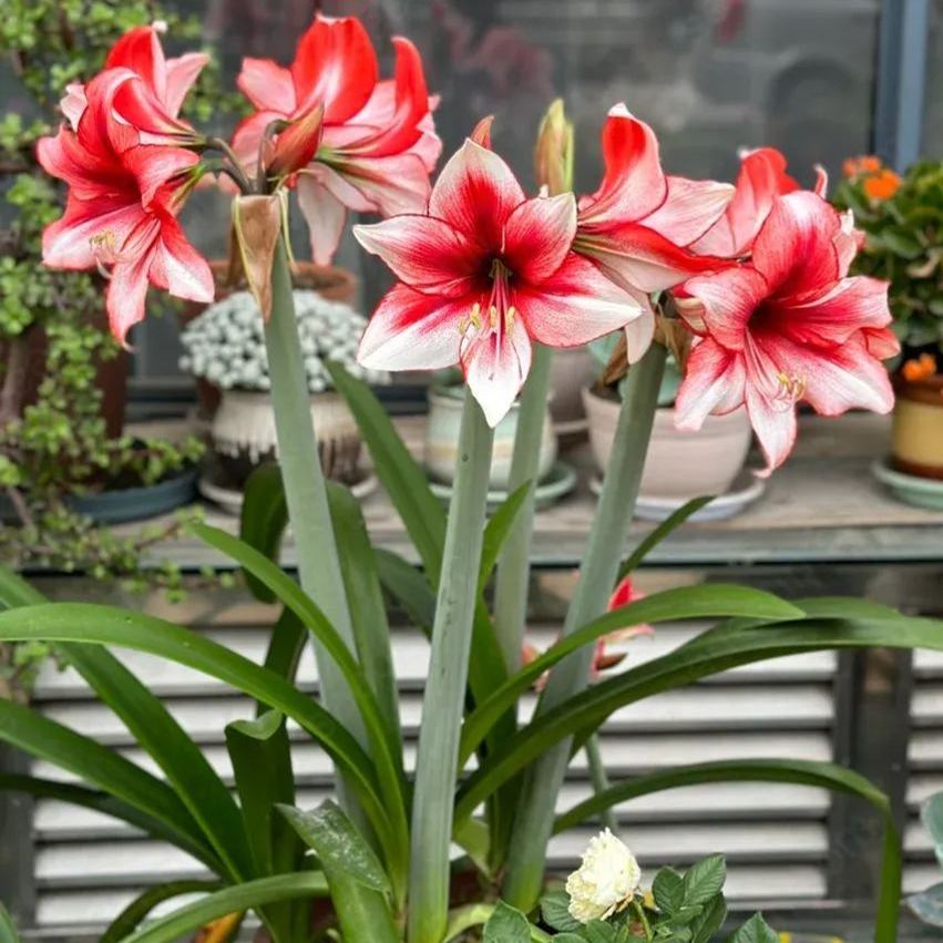 Amaryllis Temptation 
