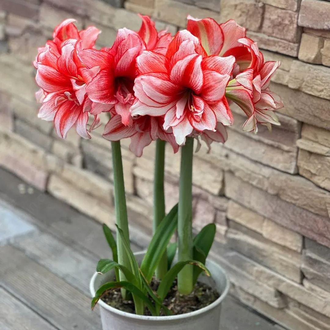 Amaryllis Temptation 