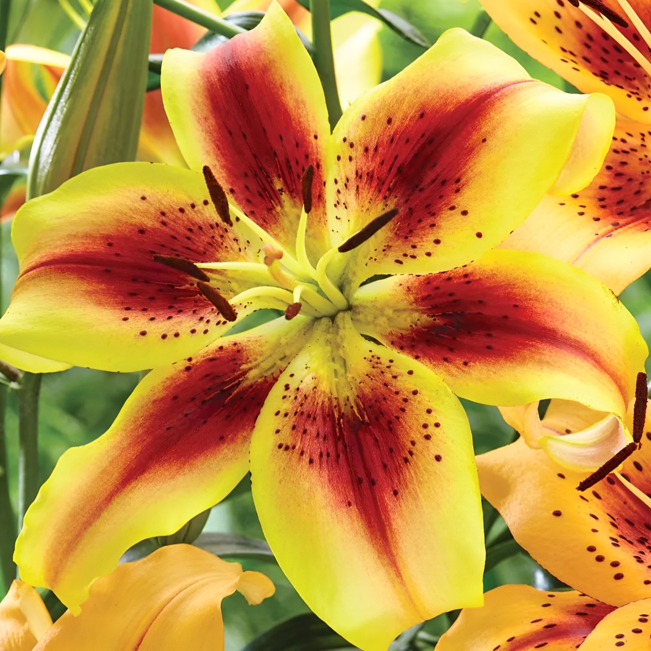 Lily bulbs
