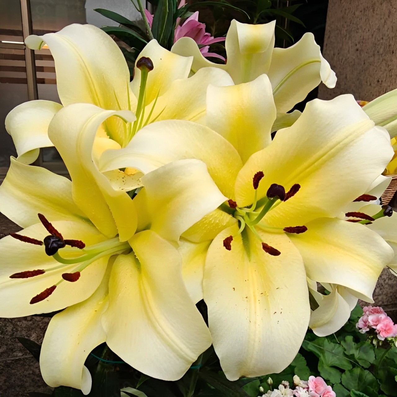 Lily bulbs