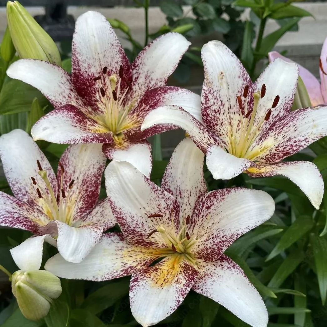 Lily bulbs