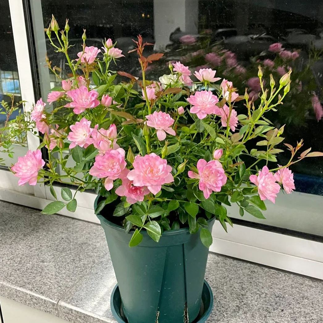 Miniature Rose Seeds 